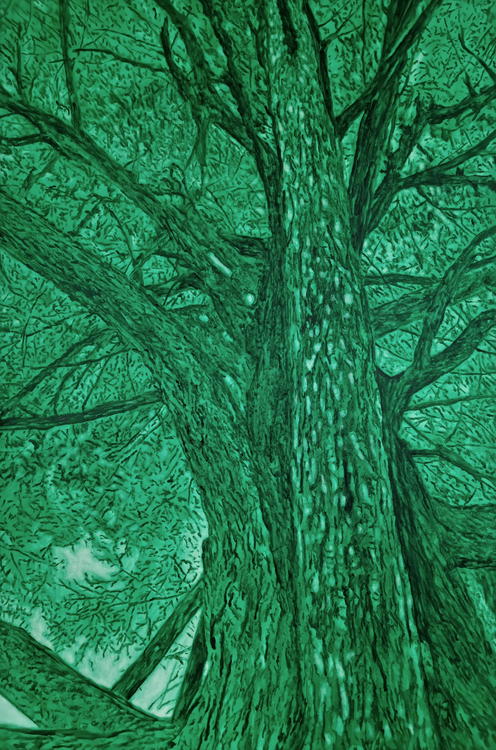 England Forest #14 – Cedrus